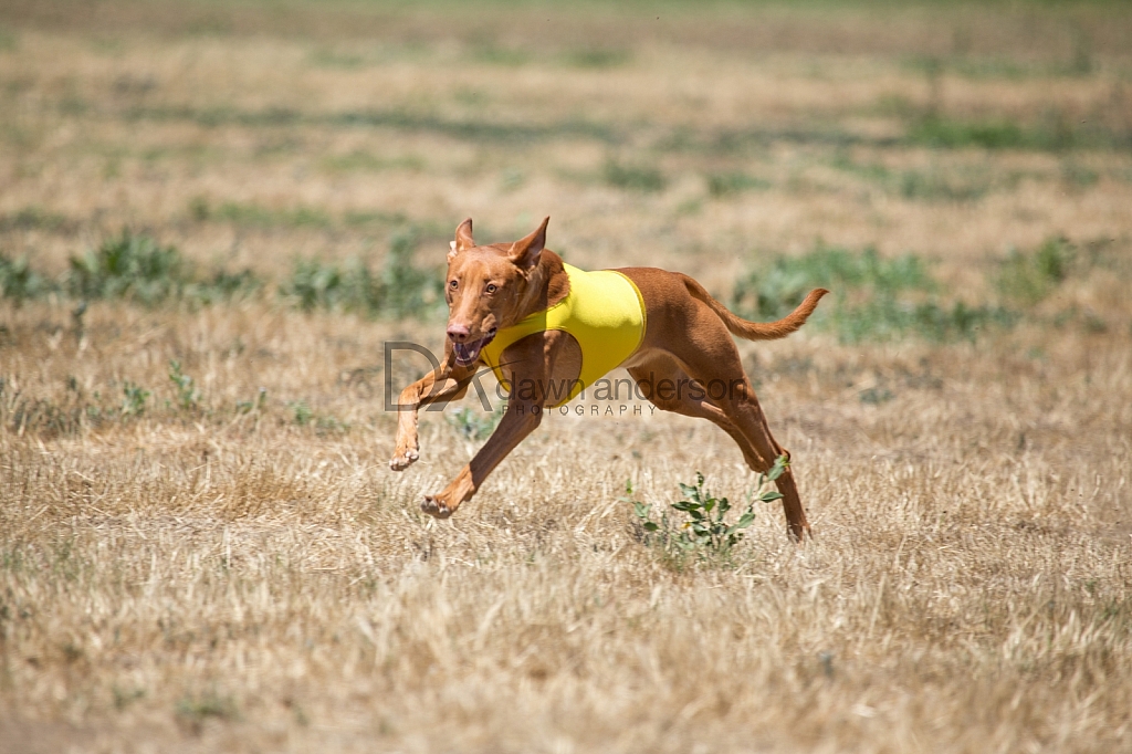 Lure Coursing Chino 5/14/2016