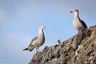 California Beach Seagulls