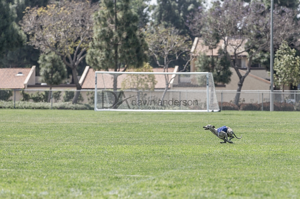 SoCal Lure Coursing 2019 05/12 Lure Coursing Camarillo,