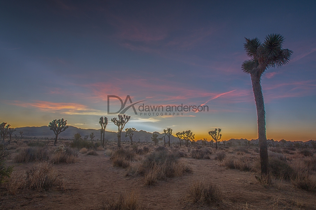 California Desert photo