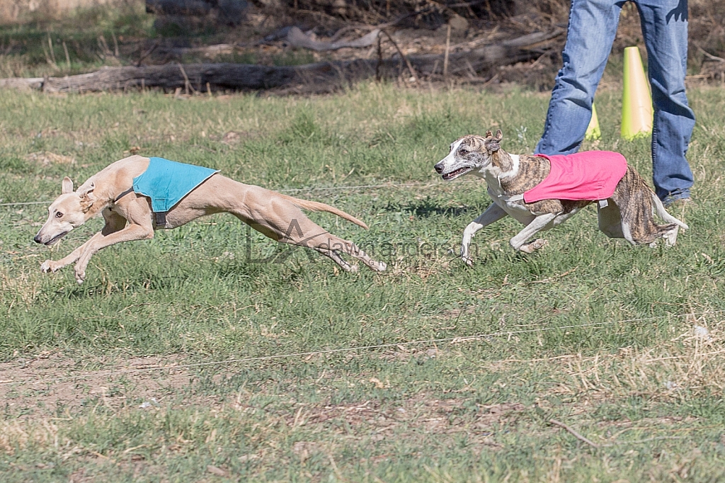 Lure Coursing Photos, Chino 2/17-2/18, 2018