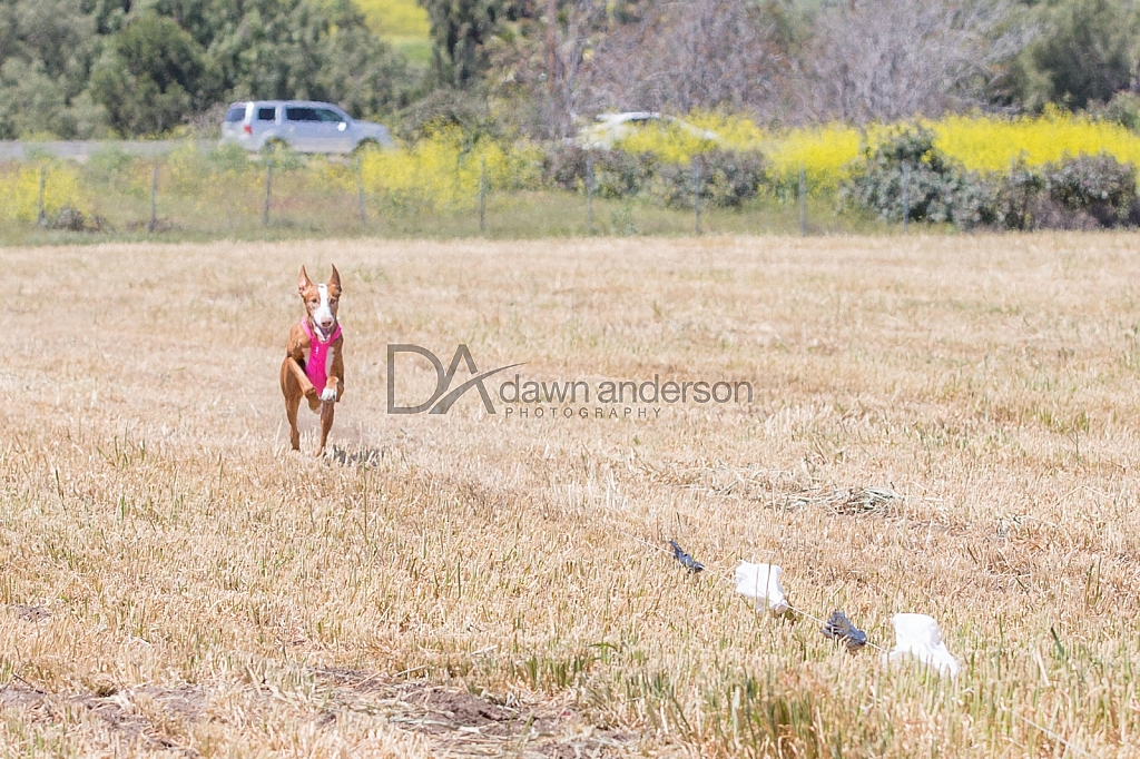SoCal Lure Coursing 2019 04/12 Lure Coursing Chino