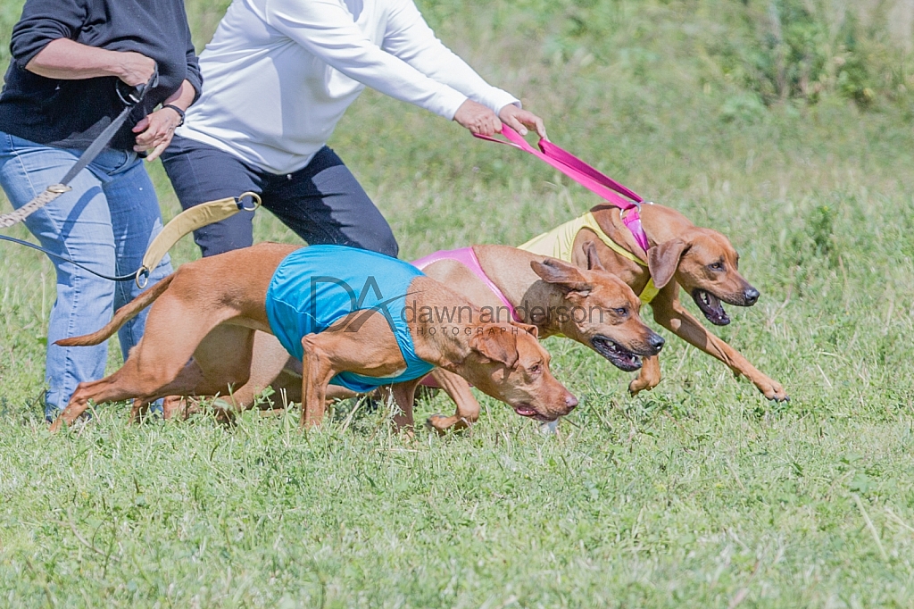 Lure Coursing Chino, CA March, 2017