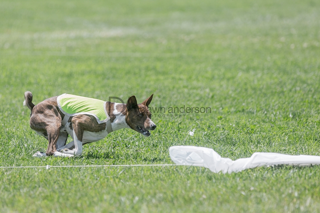 SoCal Lure Coursing 2019 05/12 Lure Coursing Camarillo,