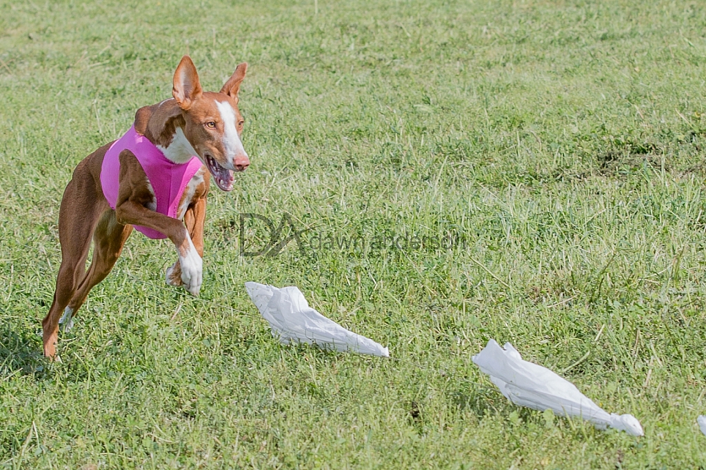 Lure Coursing Chino, CA March, 2017