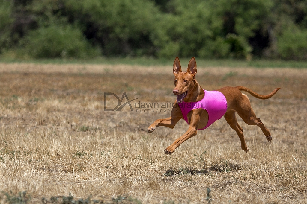 Lure Coursing Chino 5/14/2016