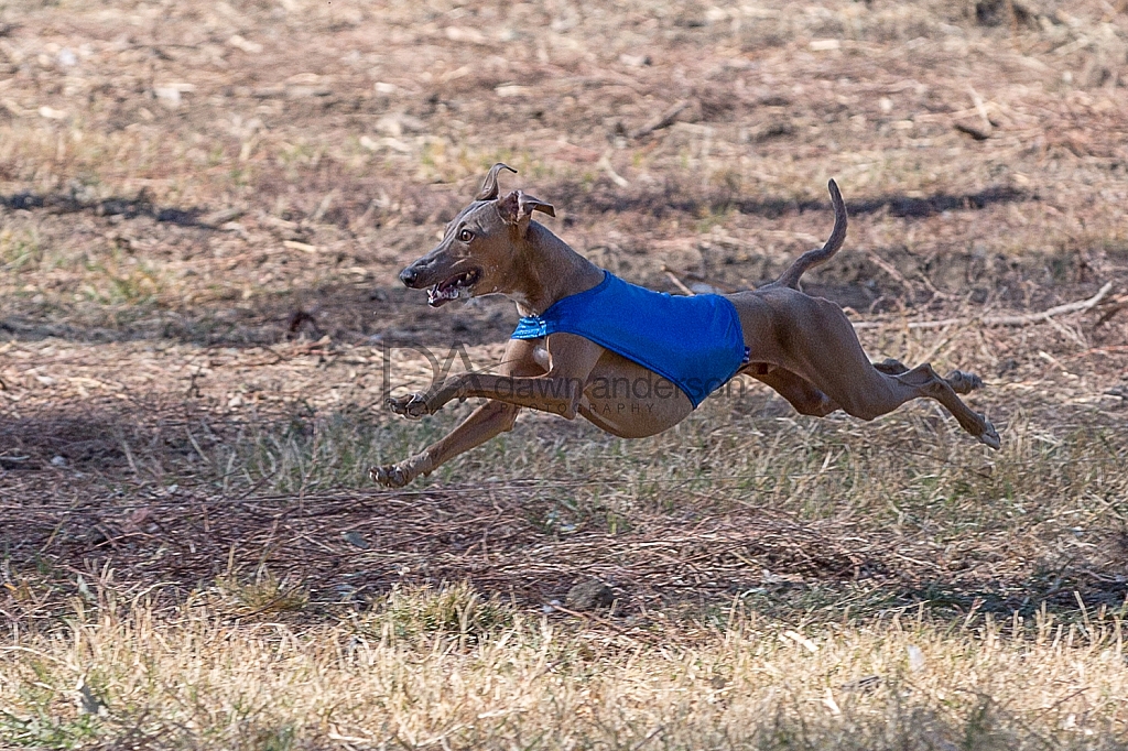 2017 SoCal Cup Lure Coursing