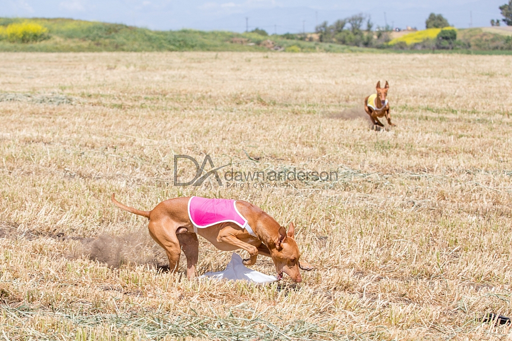 SoCal Lure Coursing 2019 04/12 Lure Coursing Chino