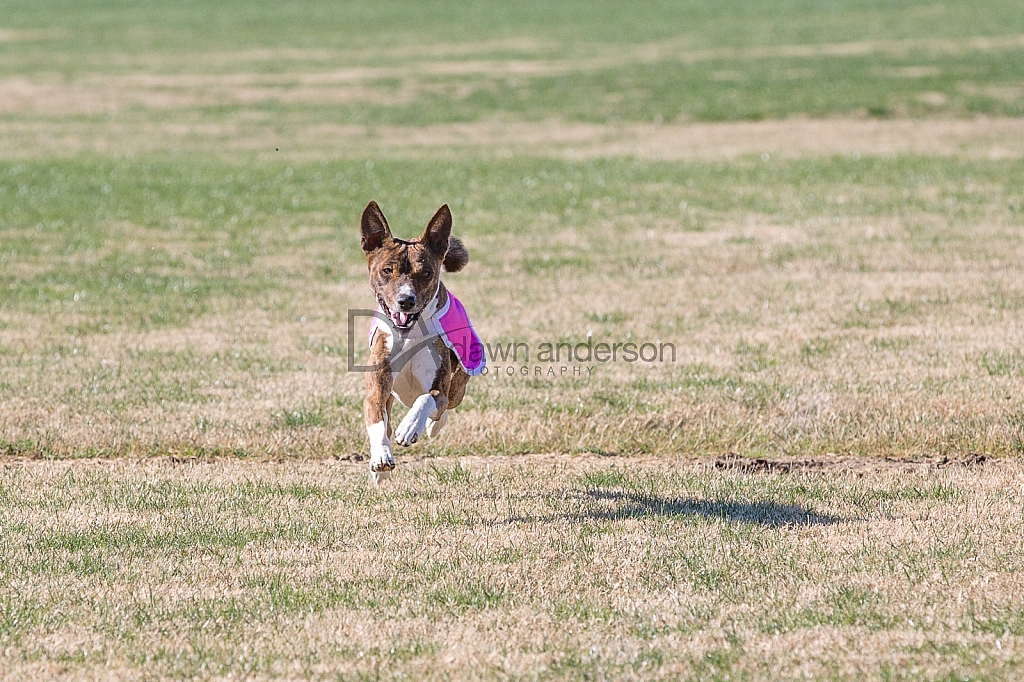 SoCAL CUP Invitational Lure Coursing Trial 12-18-16