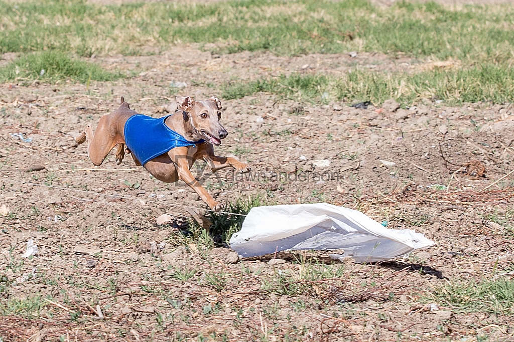 Lure Coursing Photos, Chino 2/17-2/18, 2018
